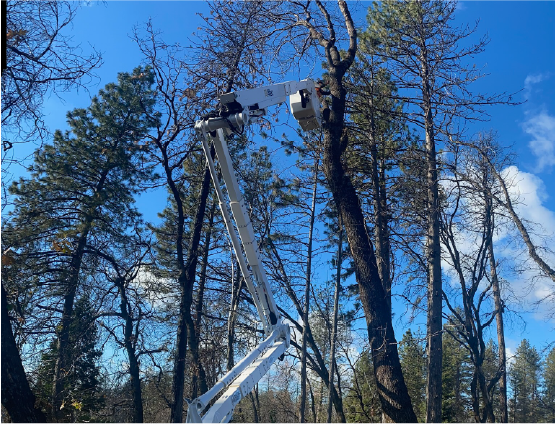 Tree Pruning & Removal-4